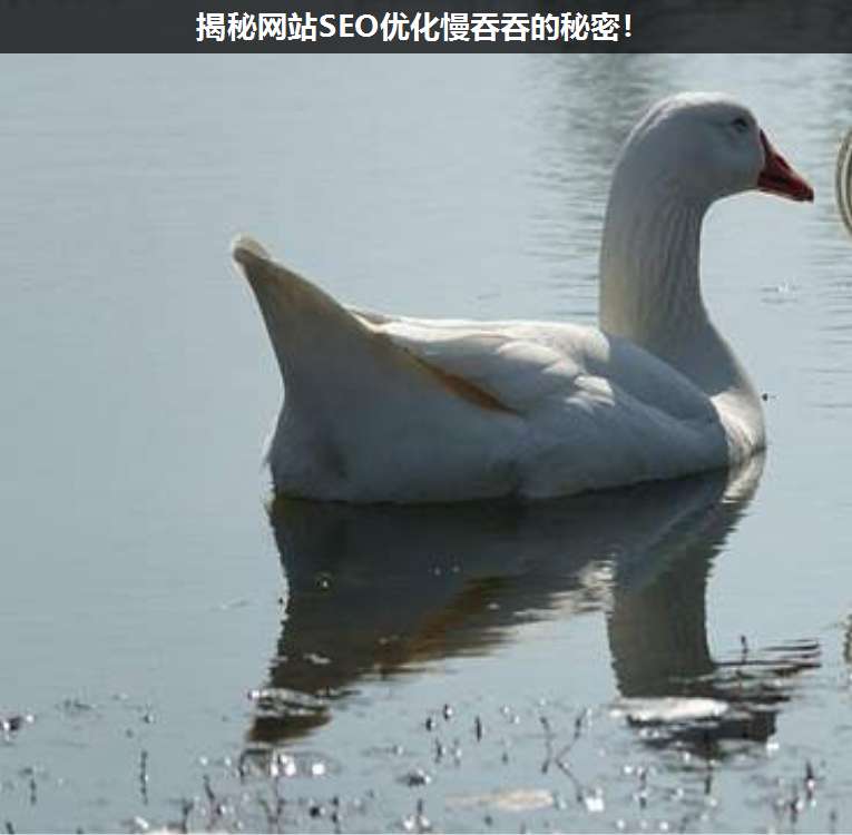 揭秘網(wǎng)站SEO優(yōu)化慢吞吞的秘密!