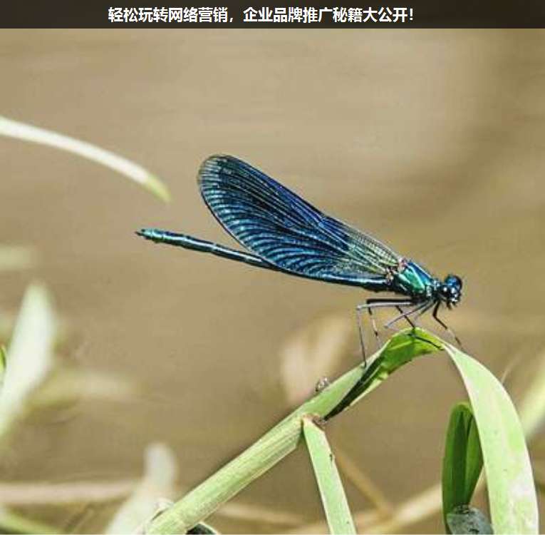 輕松玩轉(zhuǎn)網(wǎng)絡營銷,企業(yè)品牌推廣秘籍大公開!